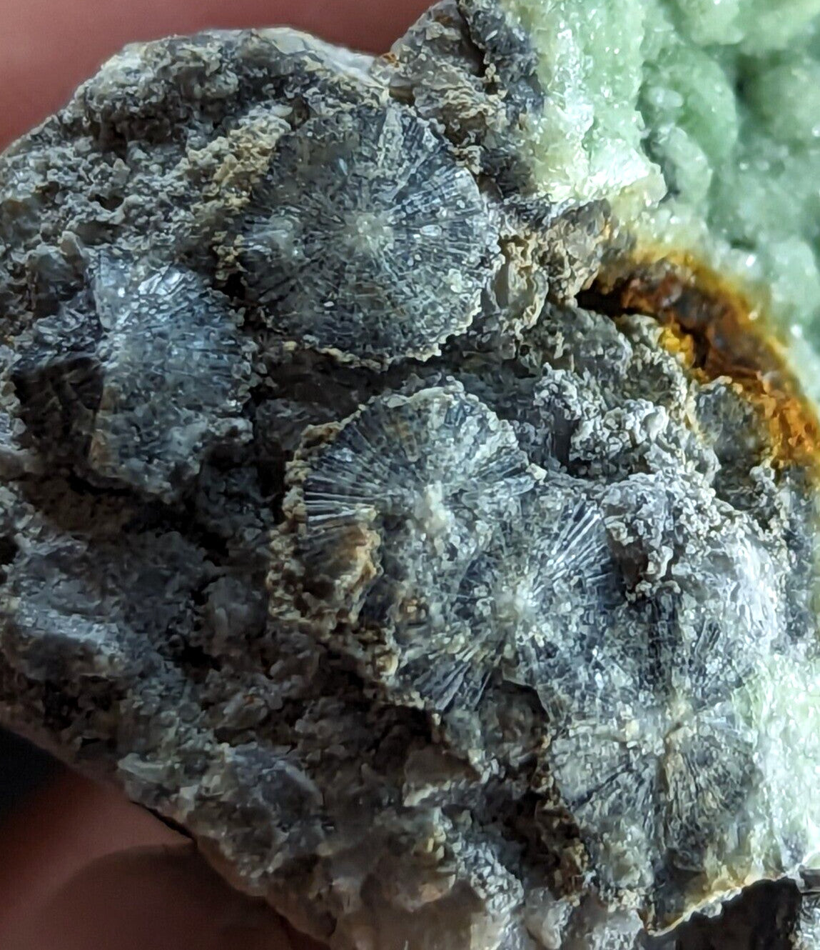 A cluster of dark gray, radiating crystal formations nestled within a rough-textured rock matrix.