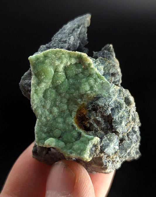 A hand holds a green, textured mineral specimen with a rough, irregular surface and embedded fossilized shell fragments.