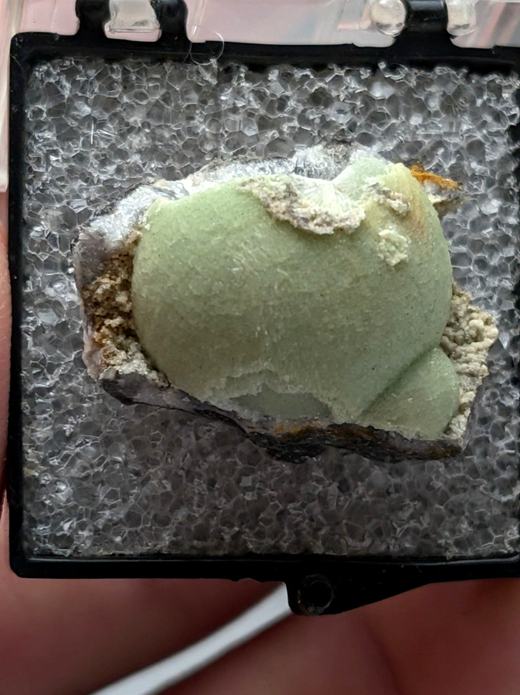 A smooth pale green green wavellite seedling nestled in white and gray mineral debris in a black casing from mauldin mountain arkansas