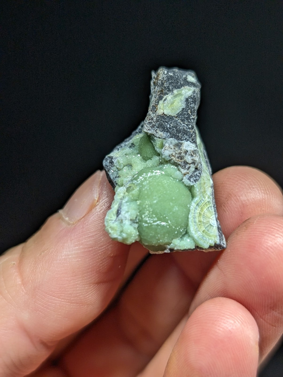 A hand holds a small, irregularly shaped piece of green fossilized coral embedded in dark rock.