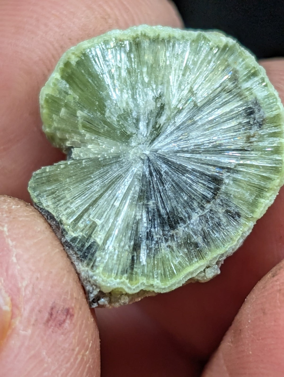 A green, fan-shaped mineral specimen with radiating crystalline structures and a slightly rough, natural surface.