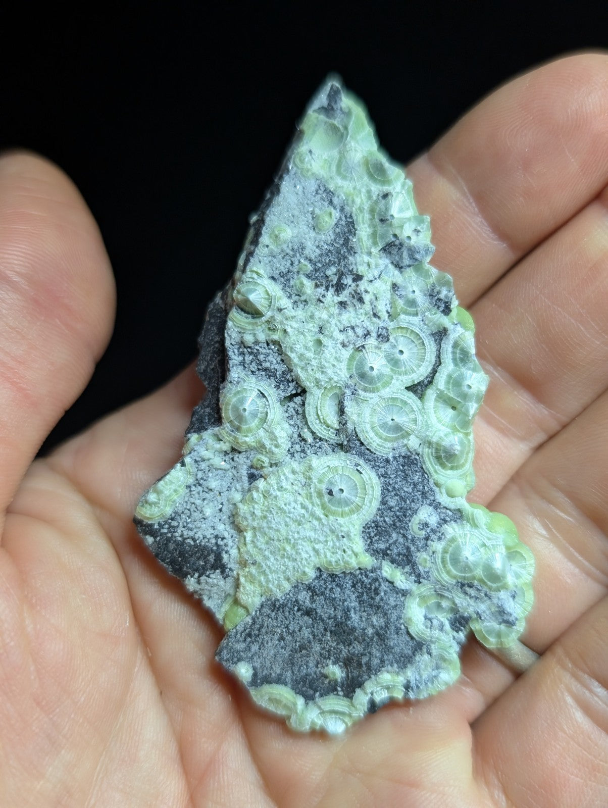 A hand holds a dark gray rock specimen featuring intricate, light green circular patterns resembling fossilized coral or stromatolites.