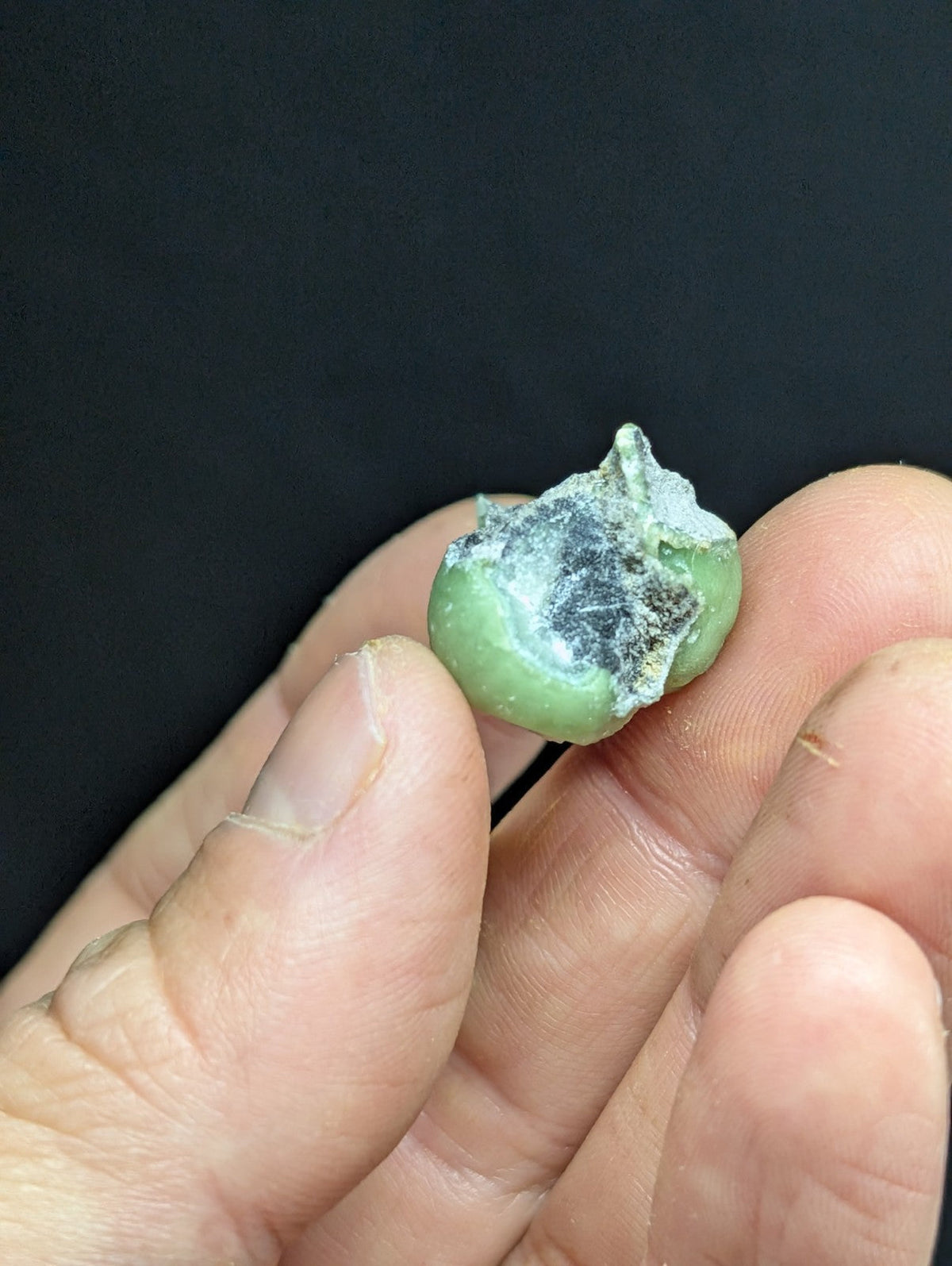 A small, green fruit with a patch of black mold on its surface.