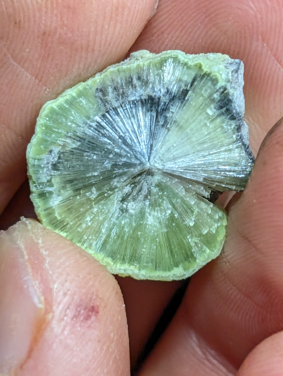 A hand holds a light green, fan-shaped mineral specimen with radiating translucent crystals and darker grayish veins.