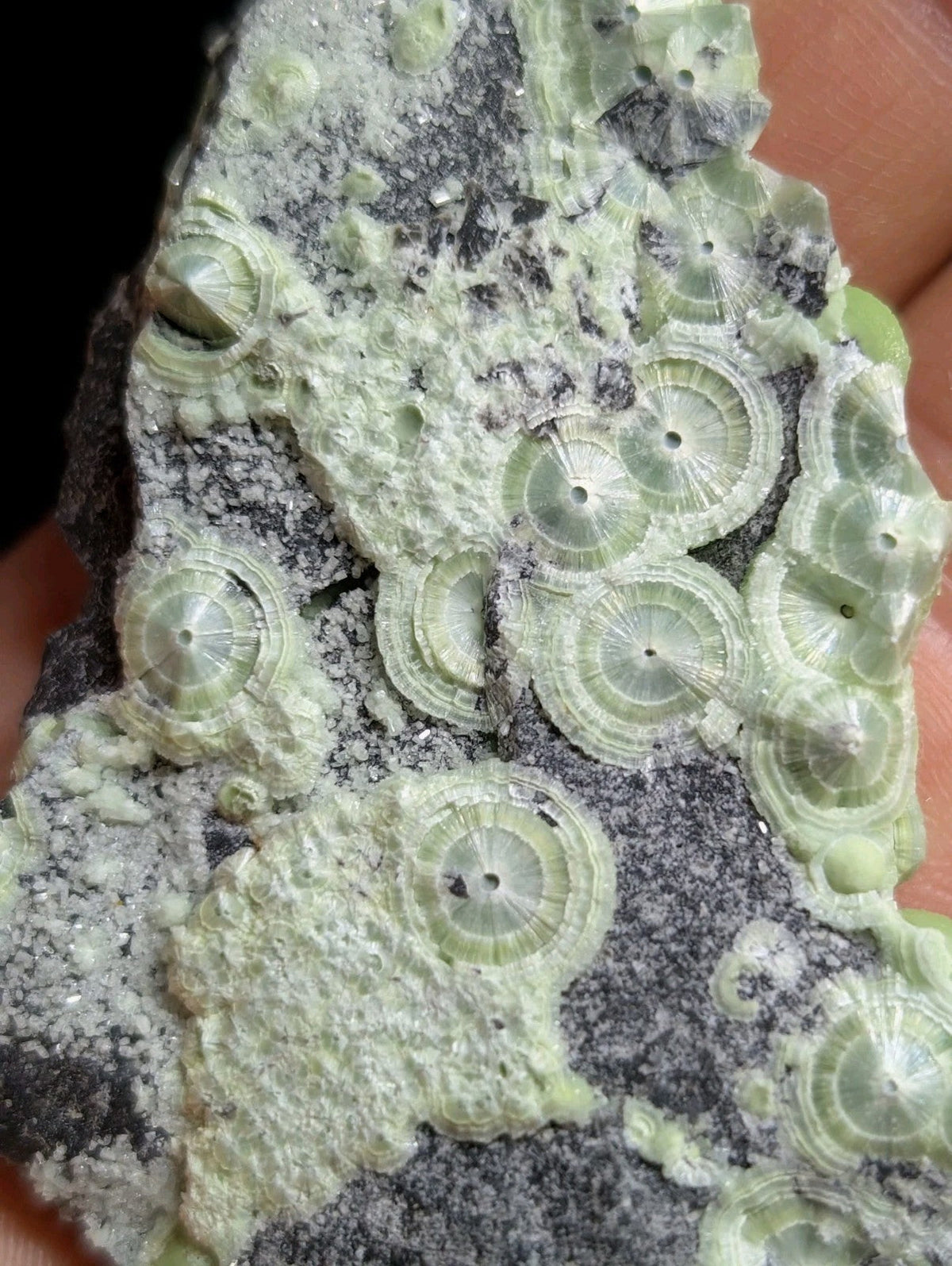 A pale green, translucent fossilized coral specimen with intricate circular patterns embedded in a dark gray rock matrix.