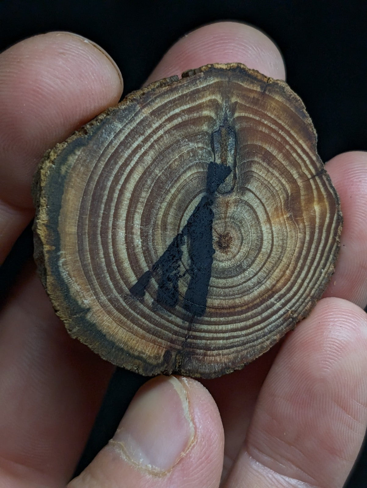 A circular wooden slice with concentric growth rings and a dark, stylized silhouette etched into its surface.