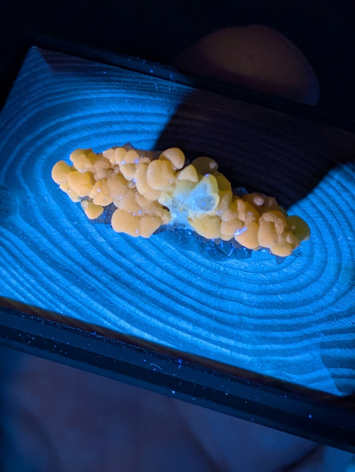 A cluster of bright orange, bulbous fungi with a slightly translucent center rests on a dark wooden surface under blue light.