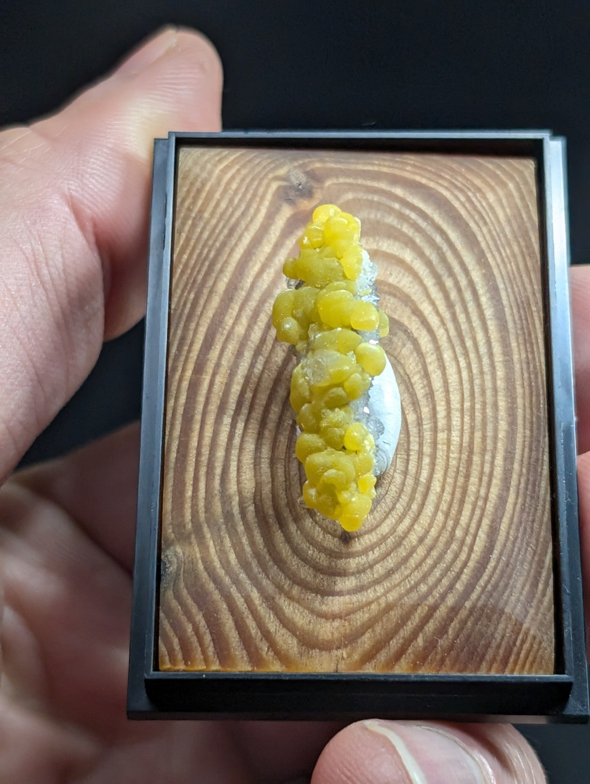 A vibrant yellow, clustered mineral specimen displayed in a black-framed wooden presentation box.