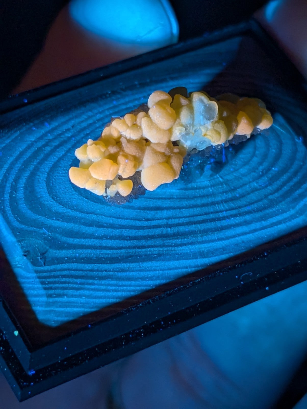 A cluster of yellow and translucent fungi rests on a blue, concentrically patterned display surface.