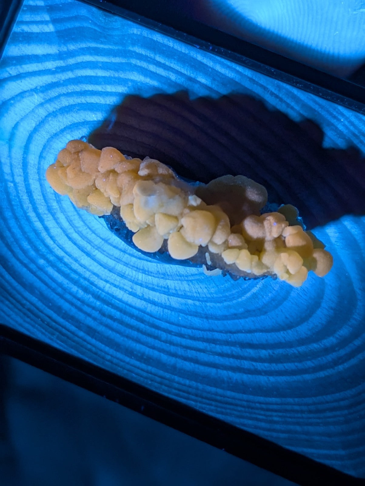 A cluster of pale yellow, bumpy coral-like formations rests on a blue-lit surface with concentric circular patterns.