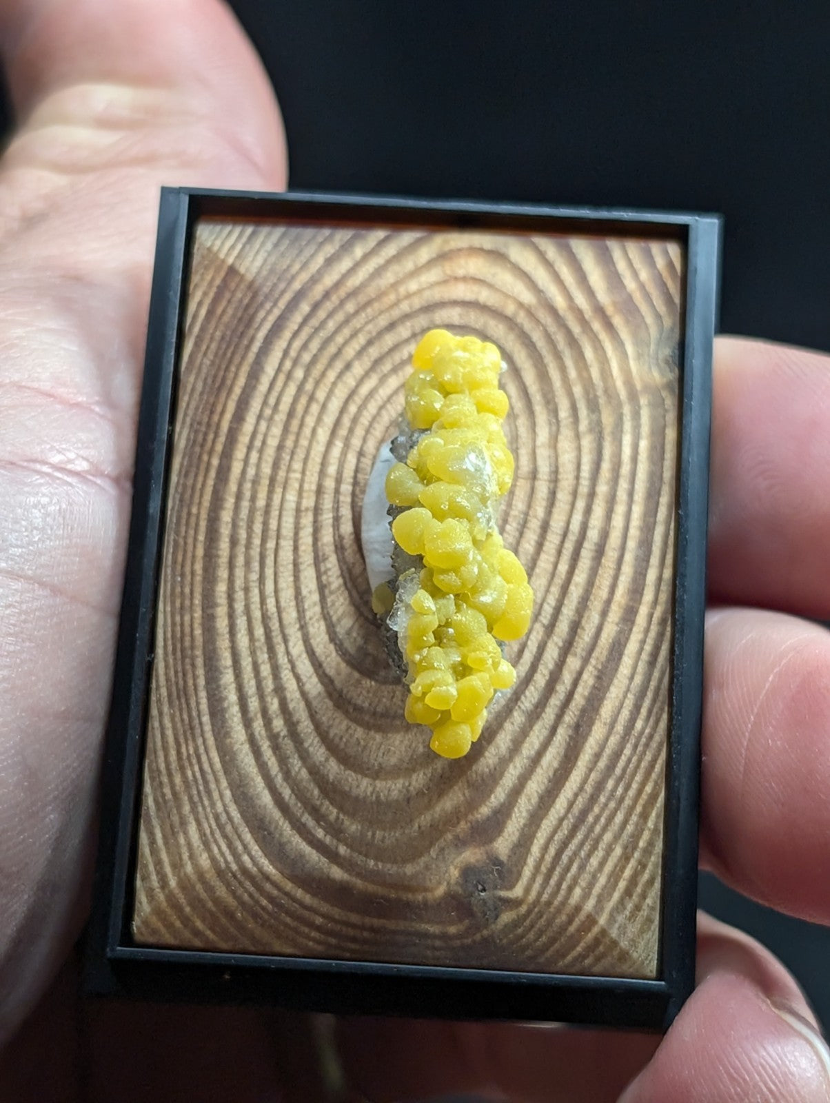 A vibrant yellow, clustered mineral specimen displayed in a black-framed wooden box with concentric ring patterns.
