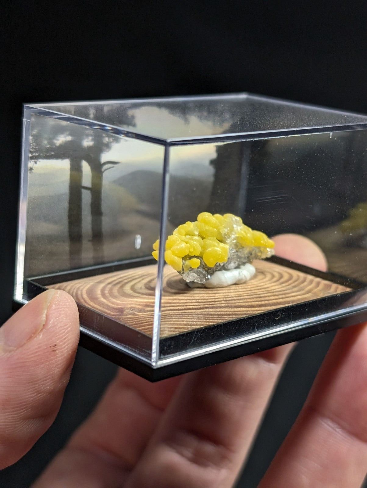 A vibrant yellow sulfur mineral specimen nestled in a clear acrylic display case with a wooden base.