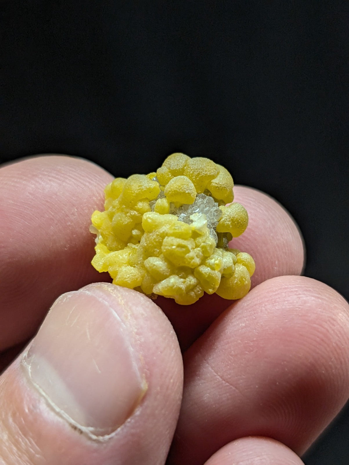 A cluster of vibrant yellow, bumpy mineral formations with a translucent white crystalline inclusion nestled within.