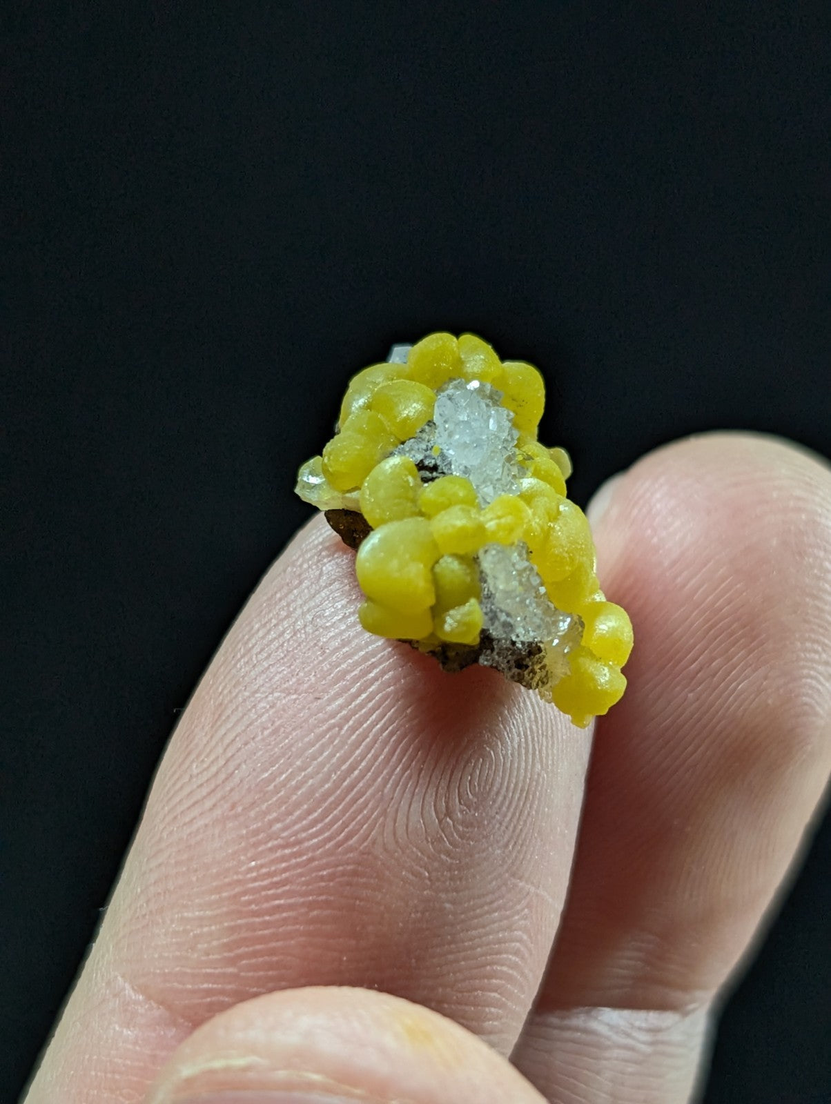 A vibrant yellow, bumpy mineral specimen with translucent white crystalline inclusions.