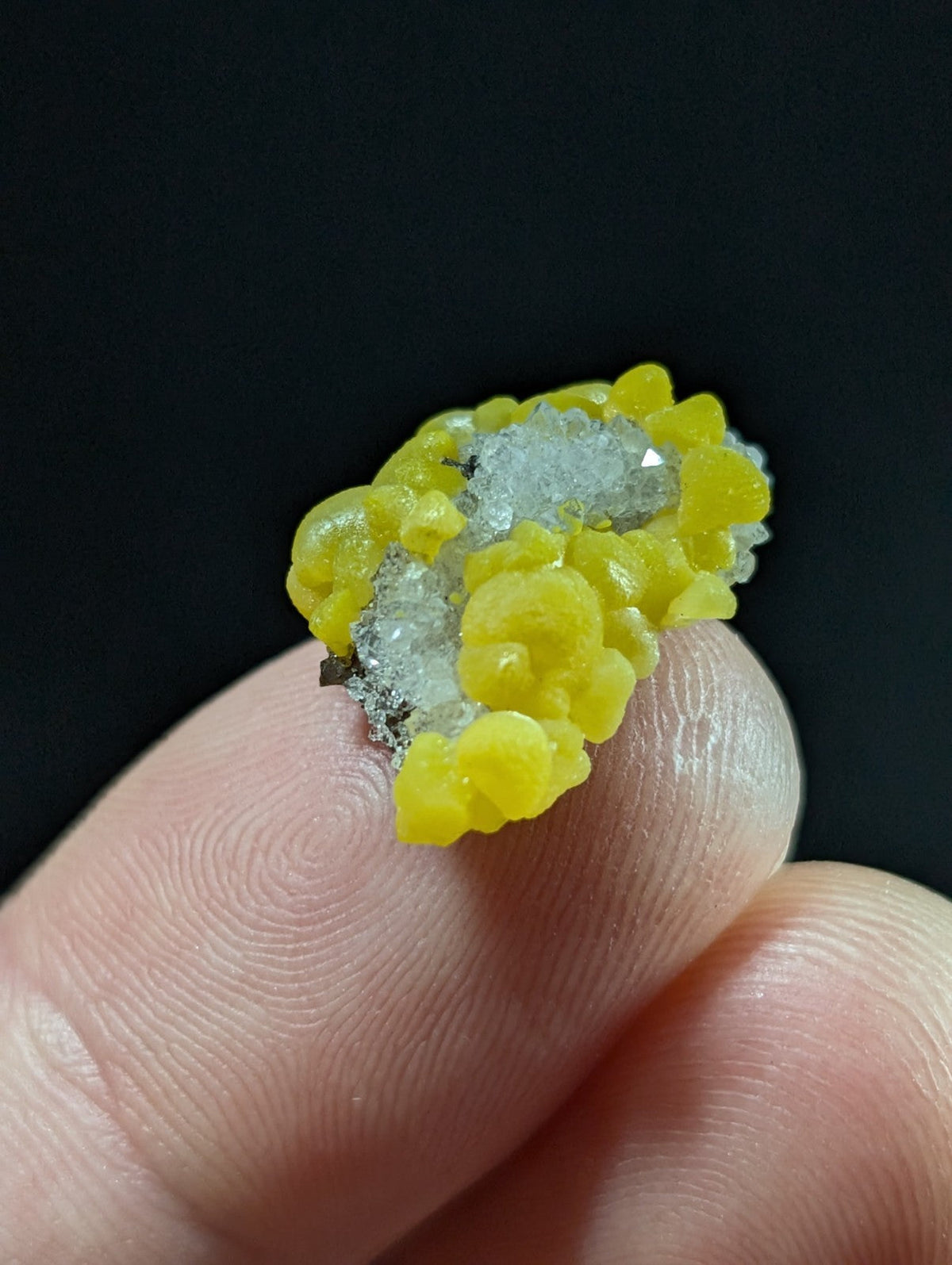 A vibrant yellow, bumpy mineral specimen with translucent white crystalline formations nestled within its surface.