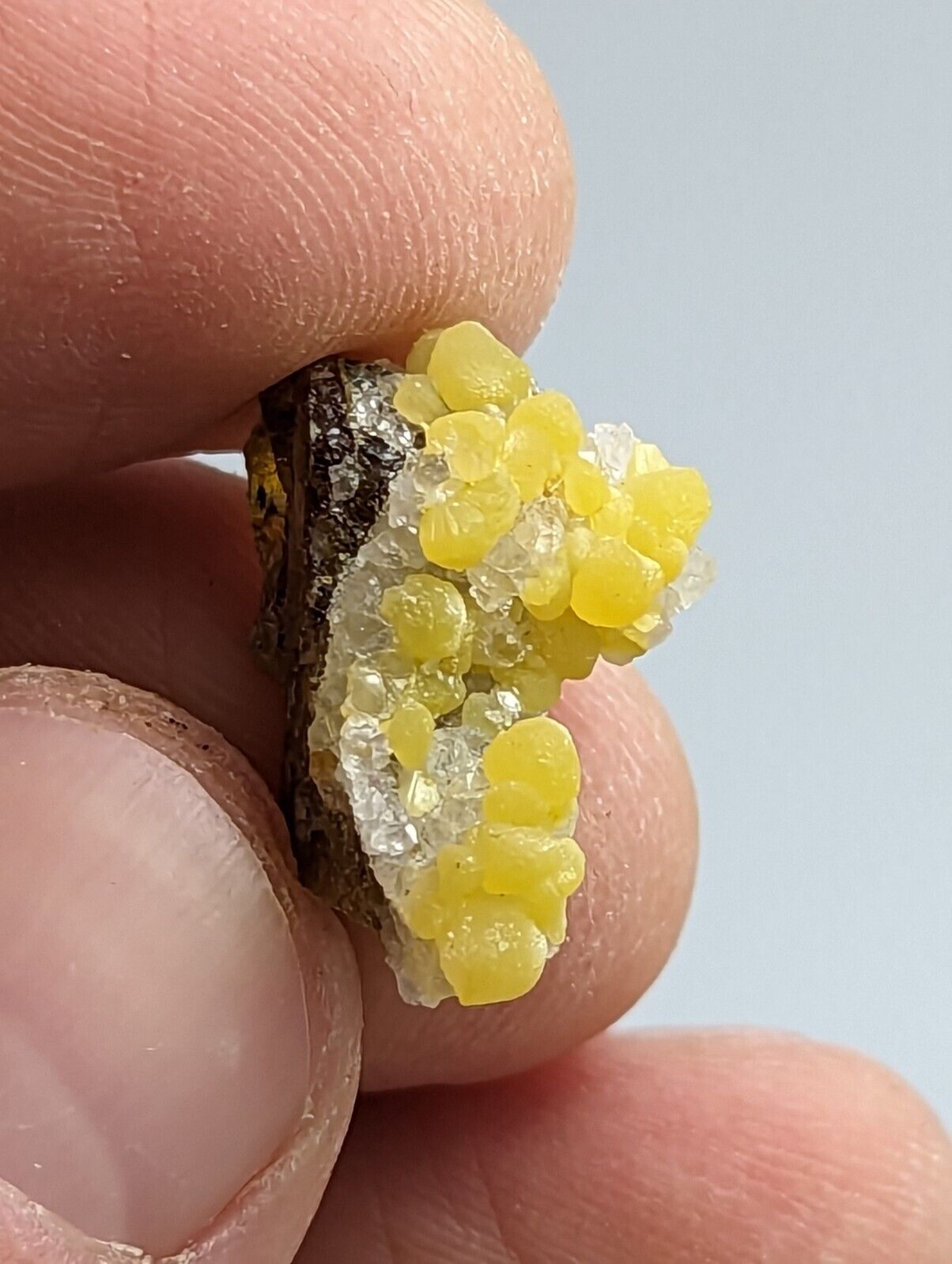 Greenockite Included Smithsonite on Sphalerite + Rush Creek Marion co Arkansas - Collectibles:Rocks Fossils &
