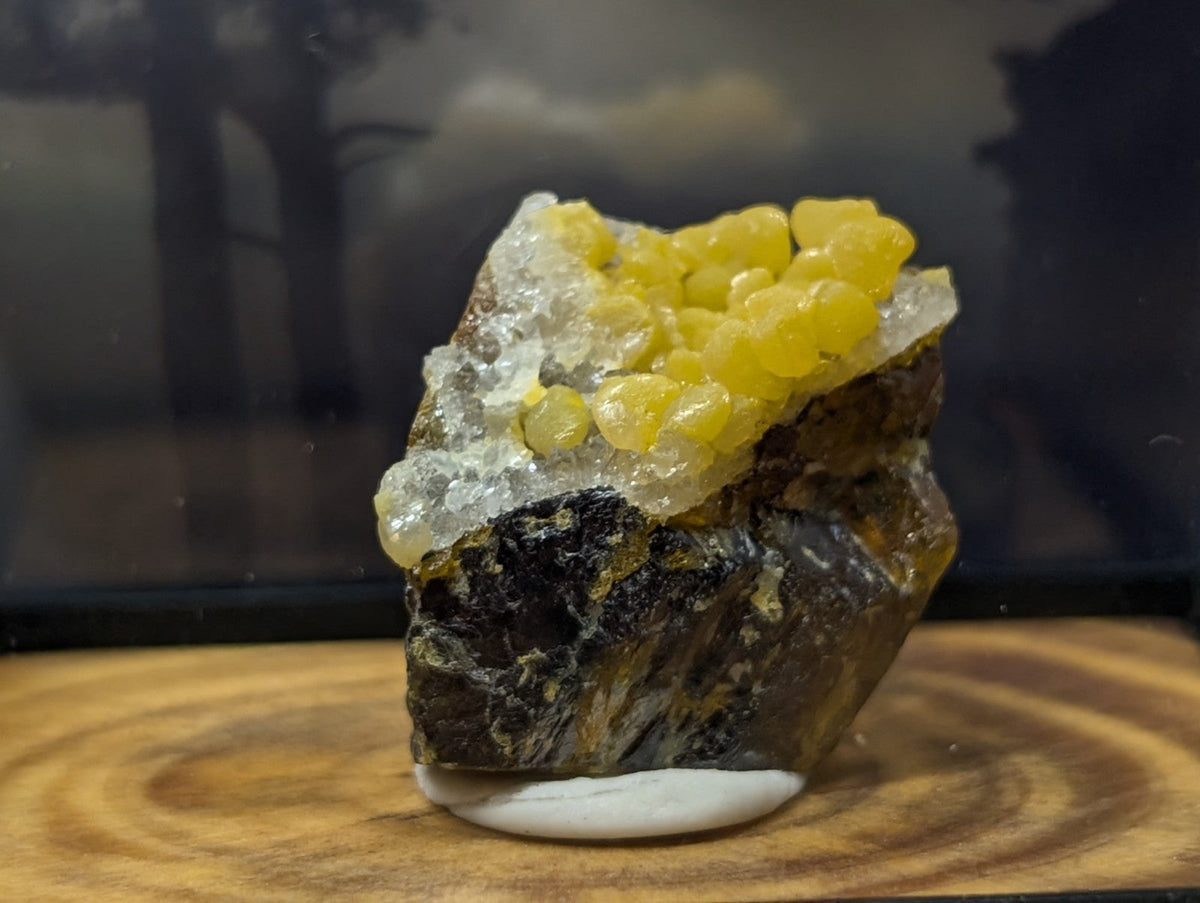 A striking yellow and white mineral specimen featuring a cluster of translucent, bead-like crystals atop a dark, rough-textured rock base.