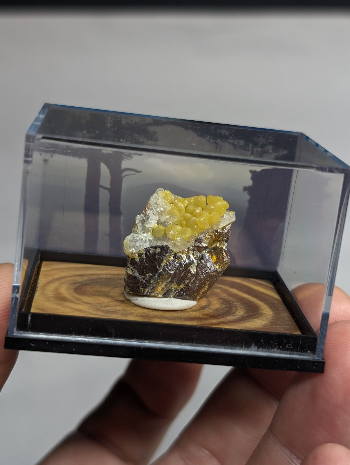 A vibrant yellow and white mineral specimen displayed in a clear acrylic display case with a wooden base.