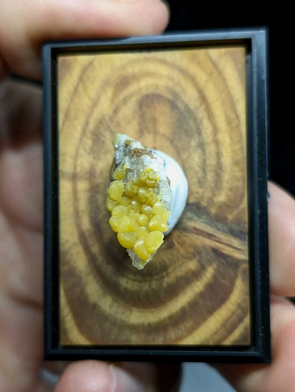 A vibrant yellow sulfur crystal cluster, embedded in a white matrix and set within a black-framed display case.