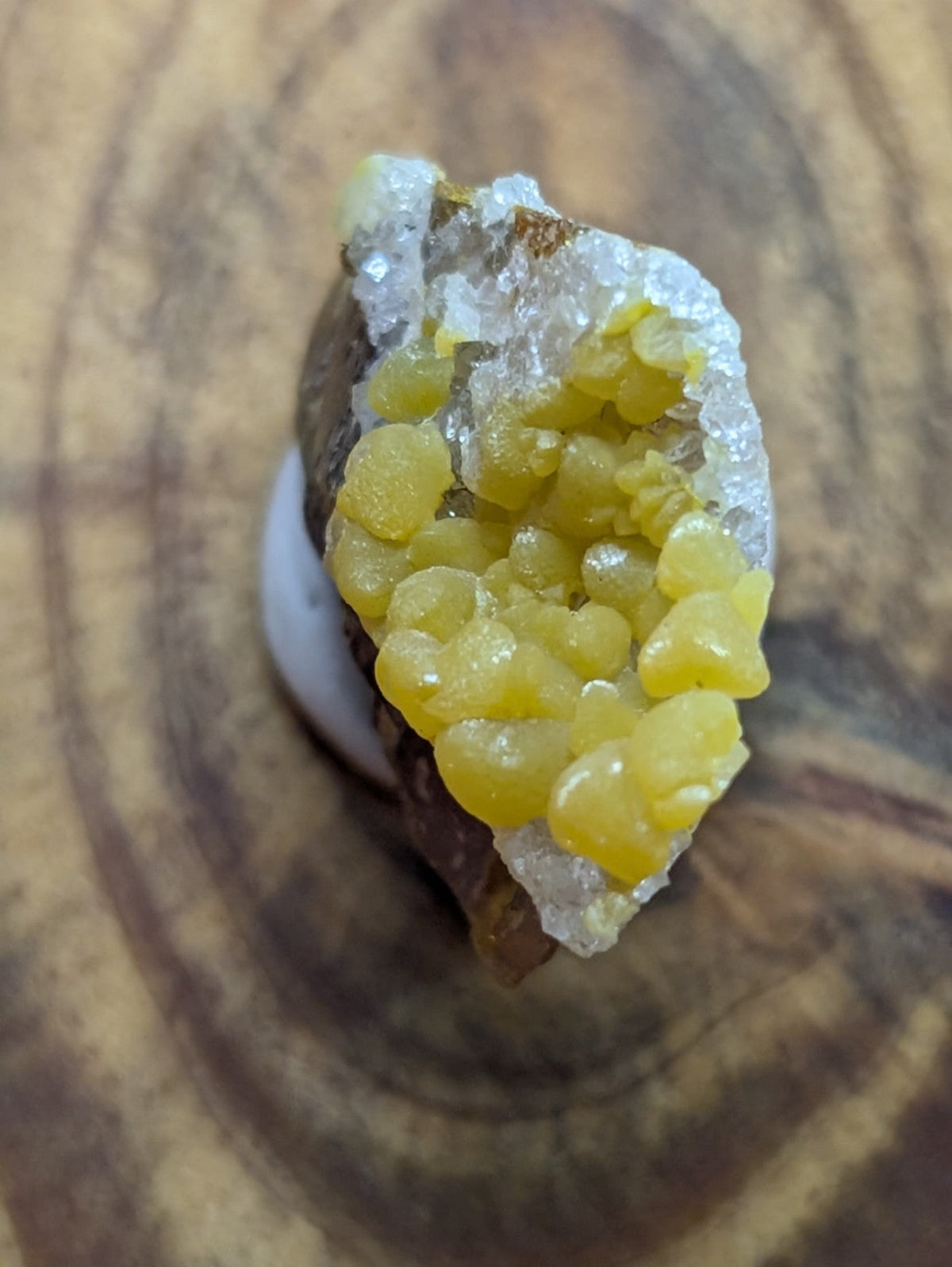 A vibrant yellow citrine crystal cluster nestled within a translucent white quartz matrix, showcasing natural geometric formations and earthy tones.