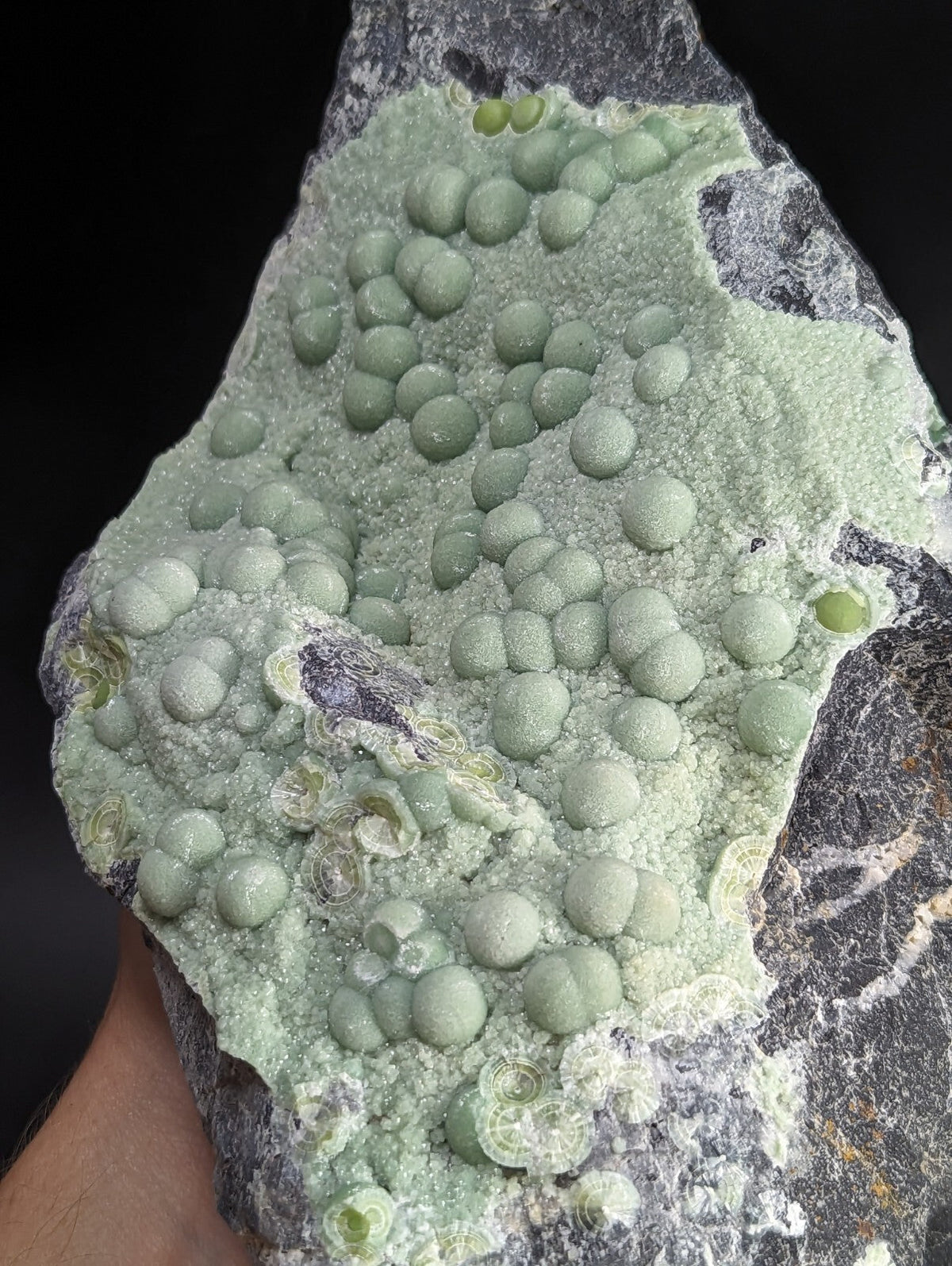 A striking greenish-gray fossilized rock formation featuring numerous rounded, bead-like structures embedded in a crystalline matrix.