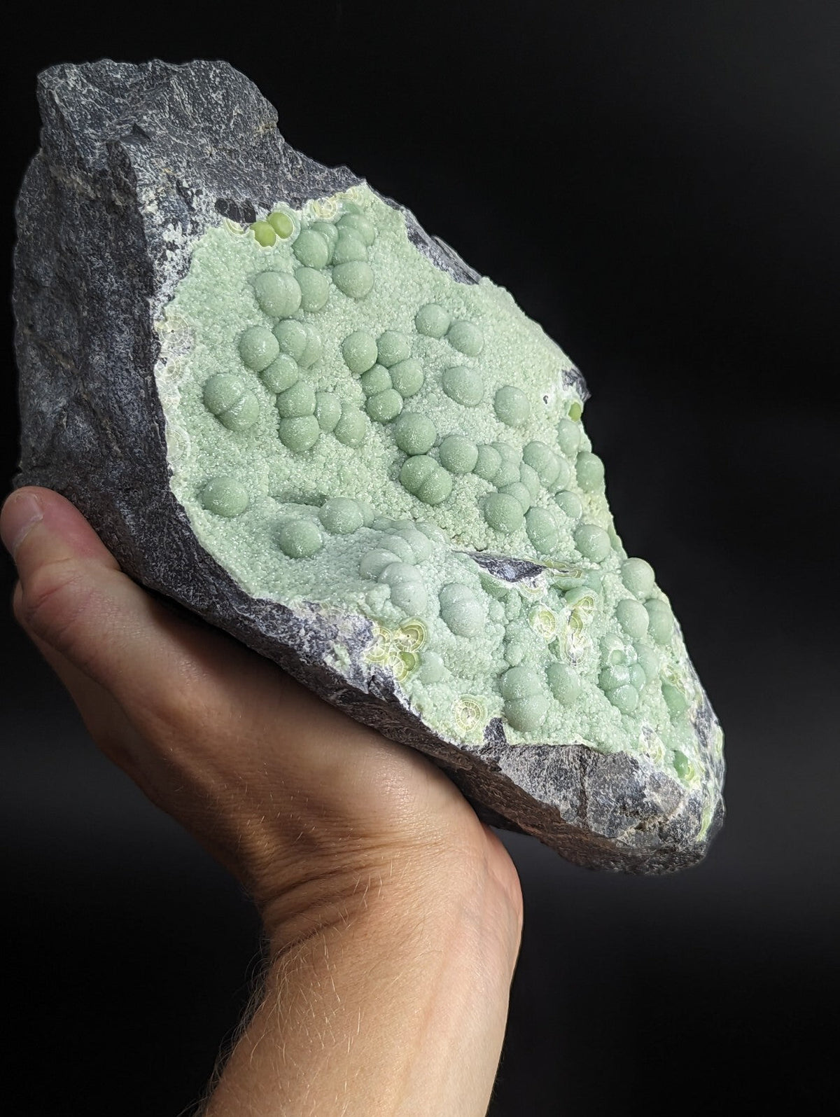 A hand holds a dark gray rock specimen featuring numerous light green, rounded nodules clustered together.