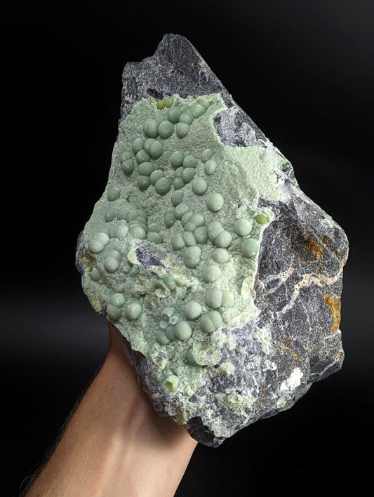 A striking green mineral specimen featuring a cluster of spherical, bead-like formations growing from a dark gray rock matrix.