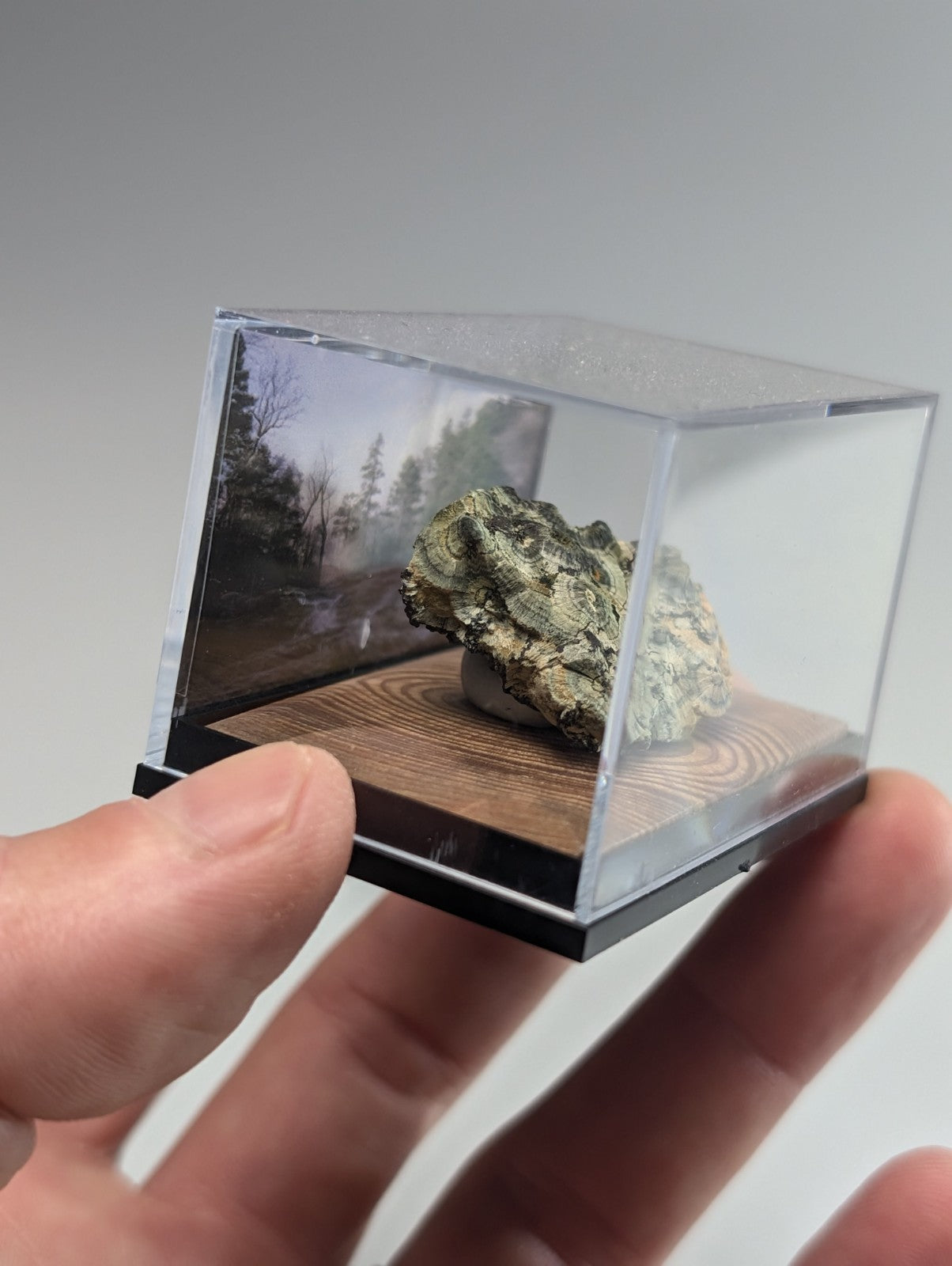 A mossy green and brown rock specimen displayed in a clear acrylic cube with a wooden base.