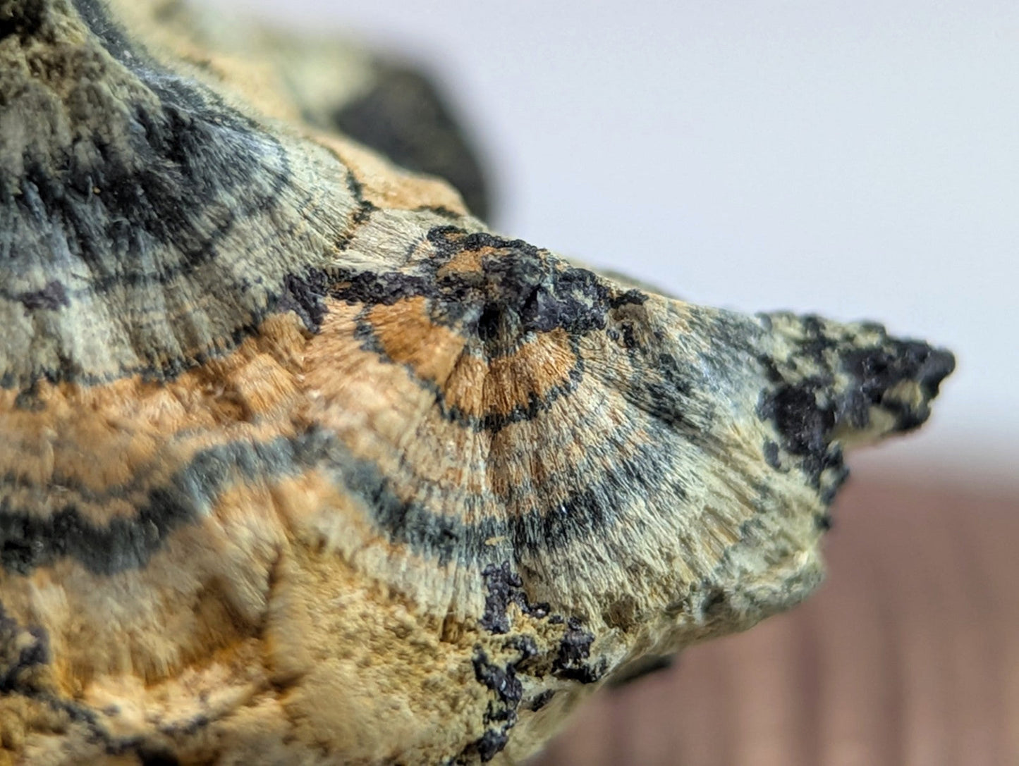 A textured, earthy-toned rock with intricate patterns of black, gray, and orange-brown hues.