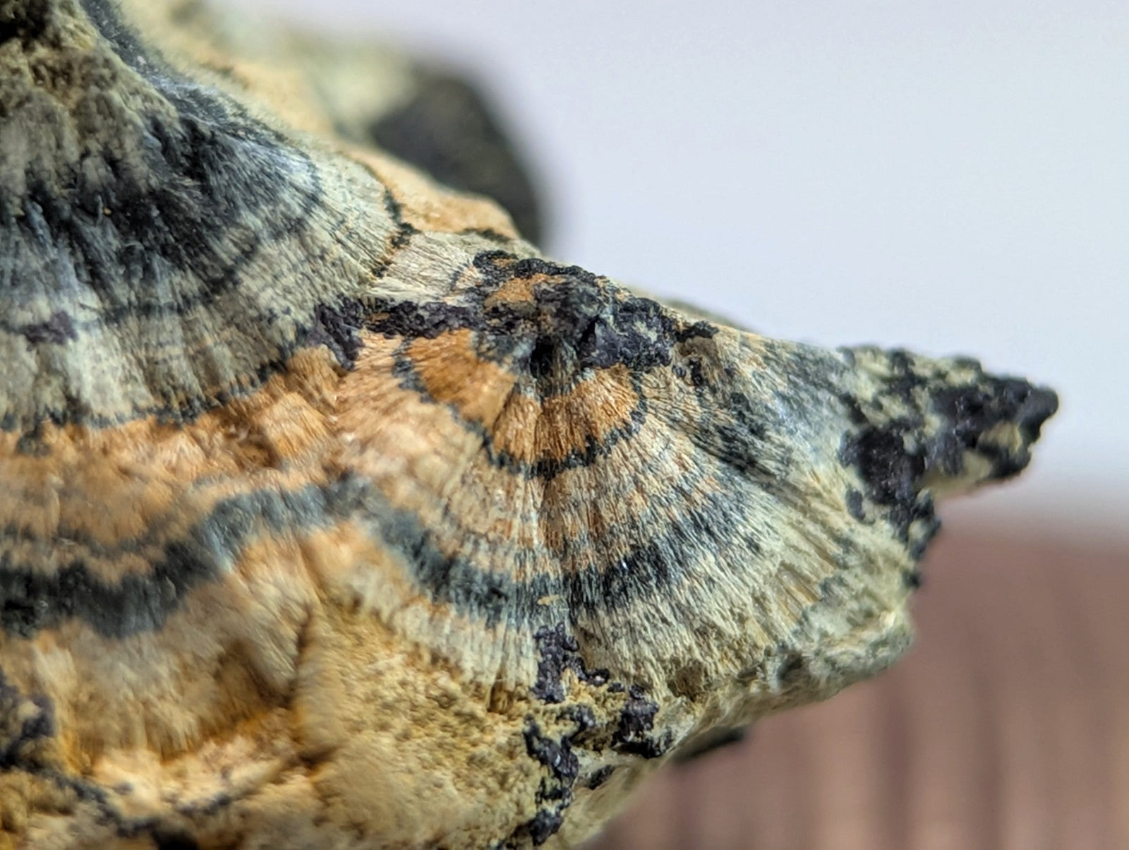 A textured, earthy-toned rock with intricate patterns of black, gray, and orange-brown hues.