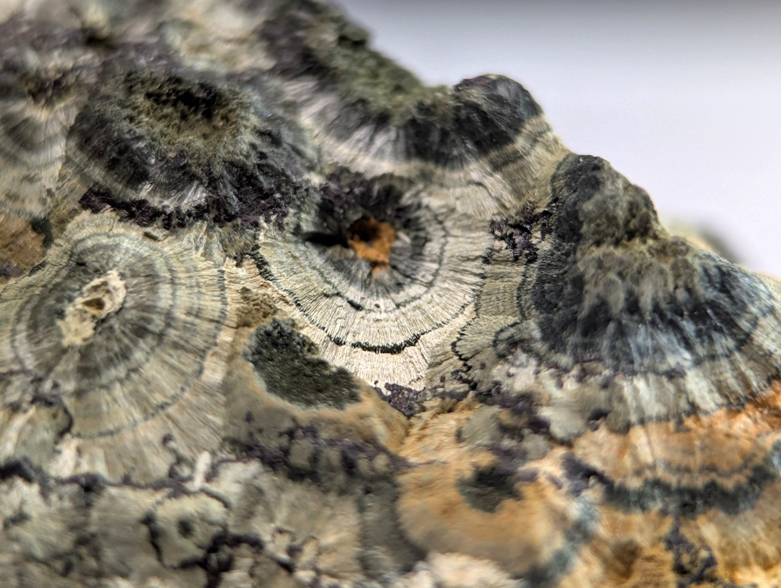 A textured, layered mineral specimen with concentric rings in shades of gray, black, and earthy brown.