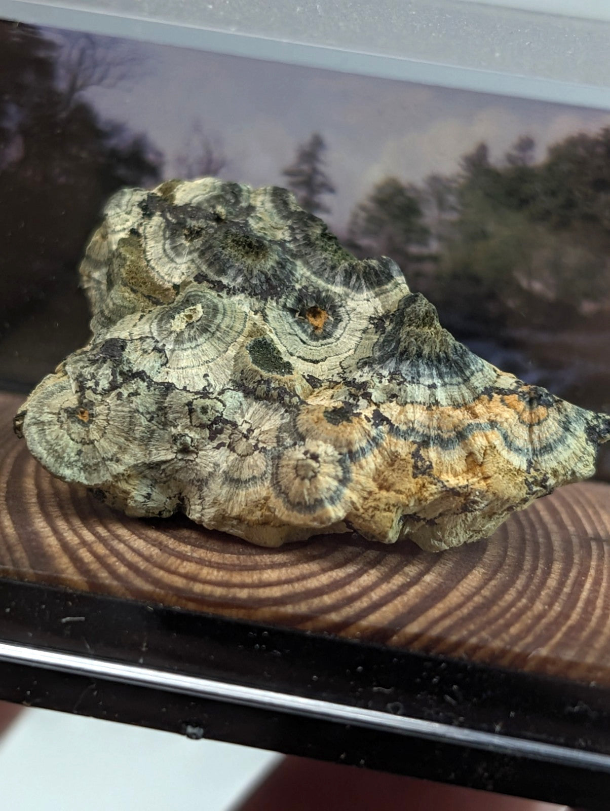 A textured, layered rock with concentric circular patterns in shades of green, beige, and dark gray.