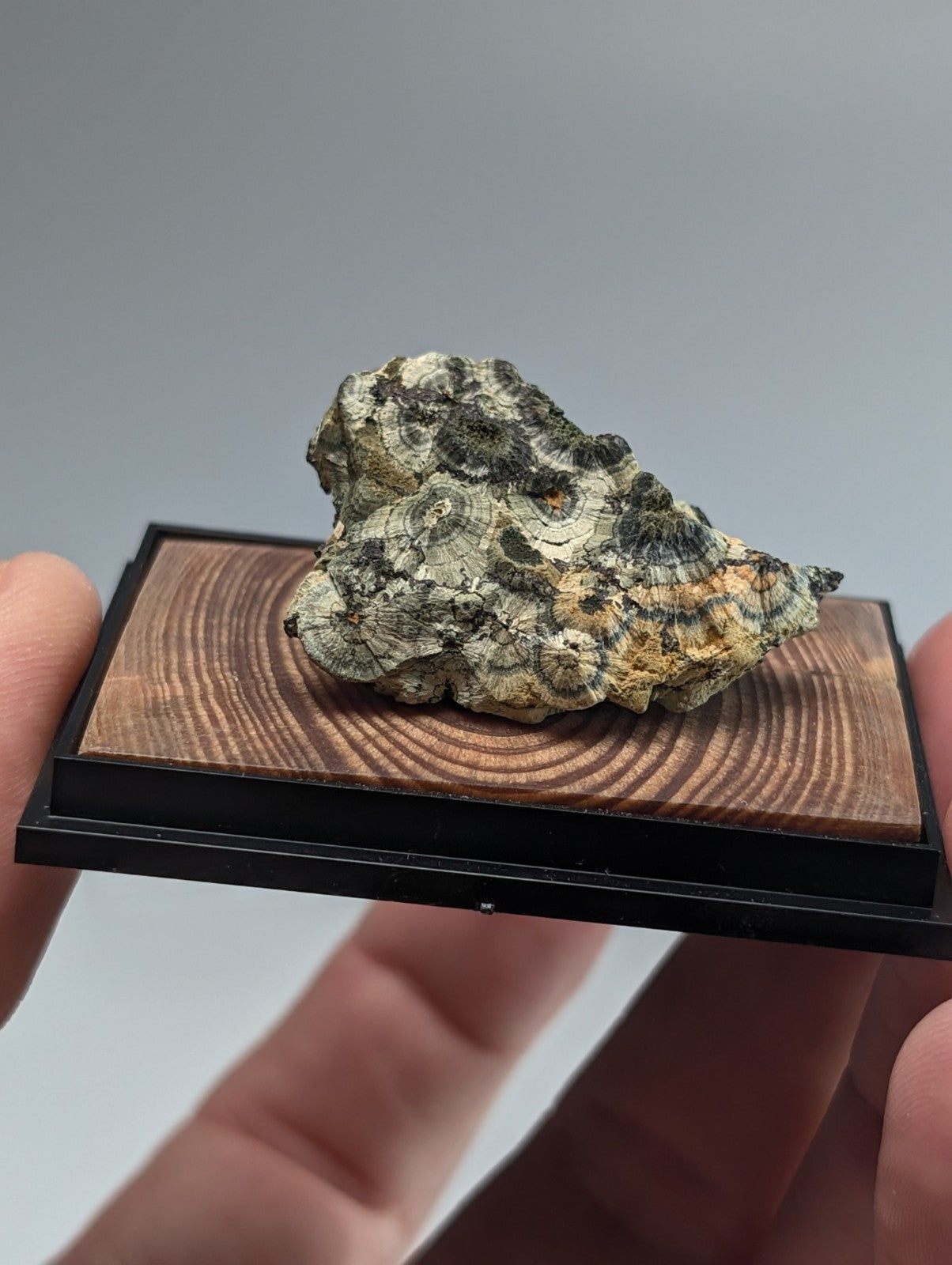 A textured, irregularly shaped fossilized rock with swirling patterns of gray, black, and beige tones rests on a wooden display base.