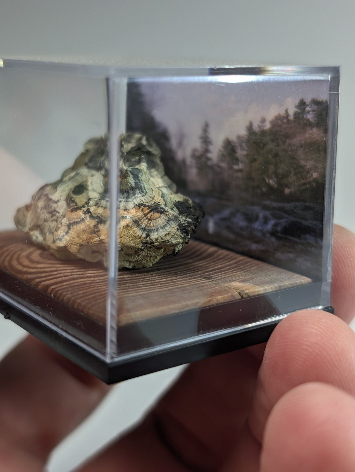 A textured, mossy-green and beige rock specimen displayed in a clear acrylic display case with a wooden base.