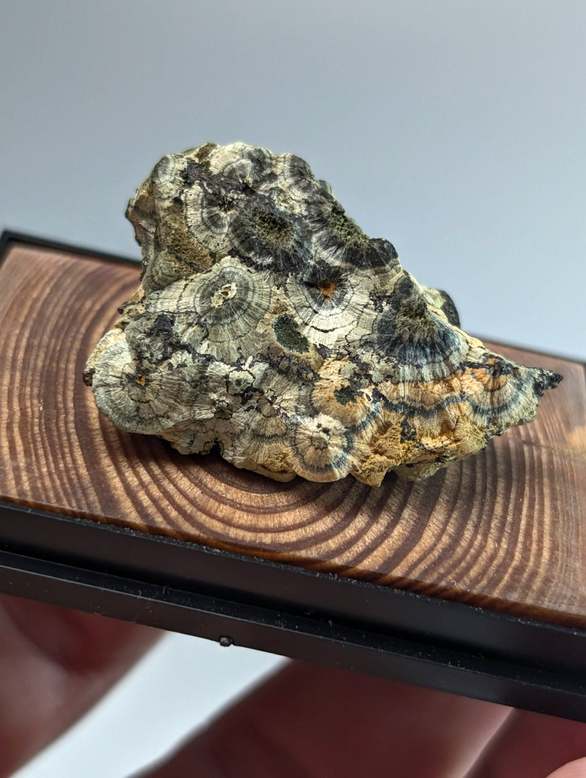 A textured, irregularly shaped piece of fossilized wood with concentric rings and a mottled pattern in shades of beige, brown, black, and gray.