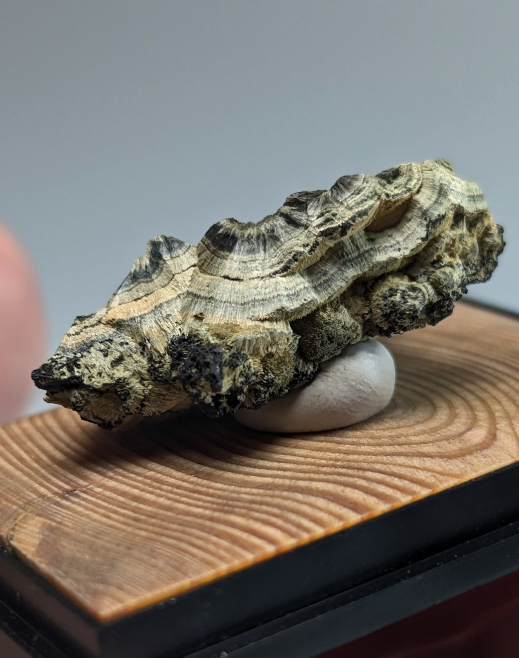 A rugged, layered fungus with earthy tones of beige and dark green rests on a smooth white stone atop a wooden display base.