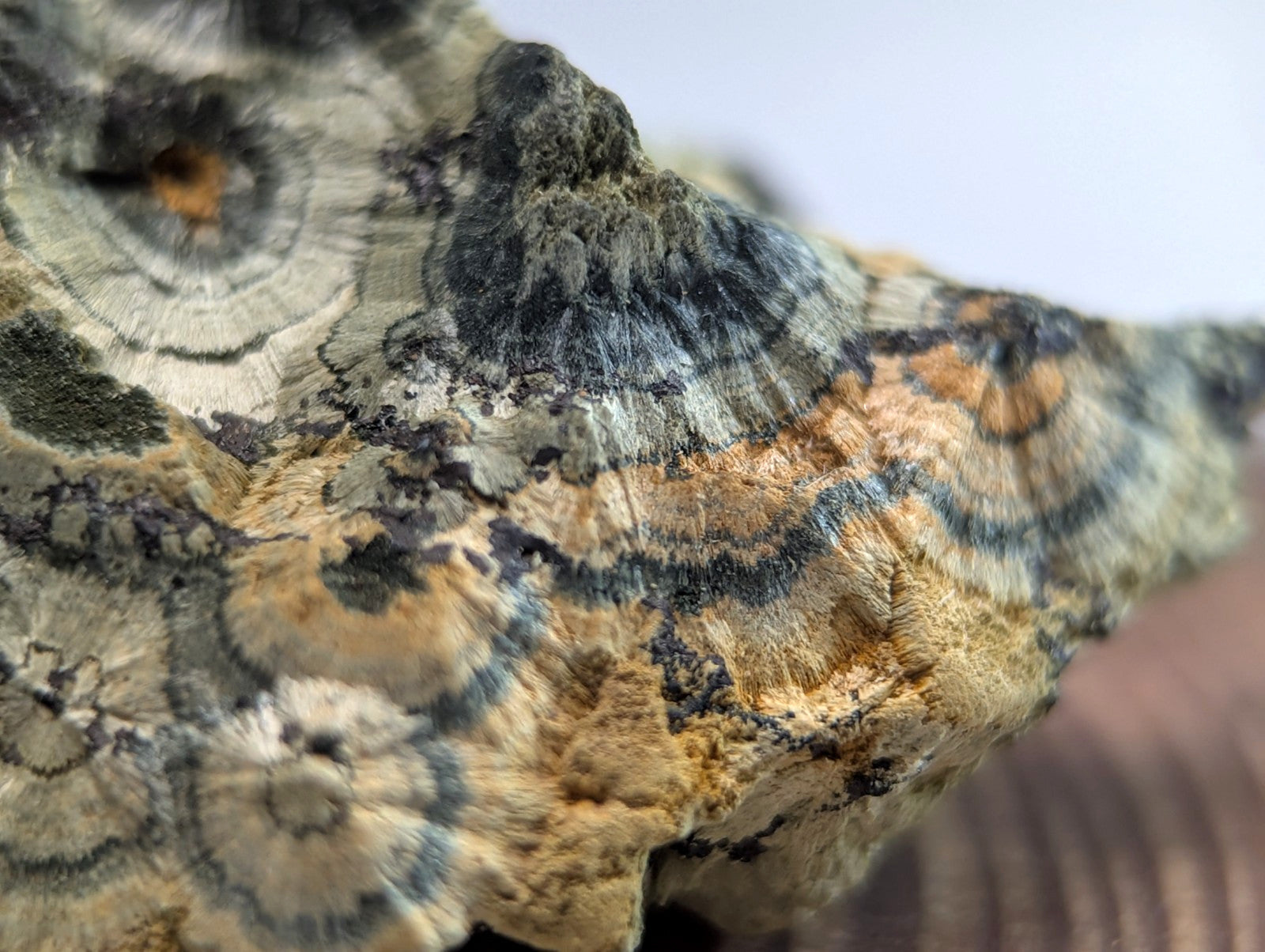 A textured, naturally occurring mineral specimen with intricate concentric patterns in shades of beige, gray, and dark blue.