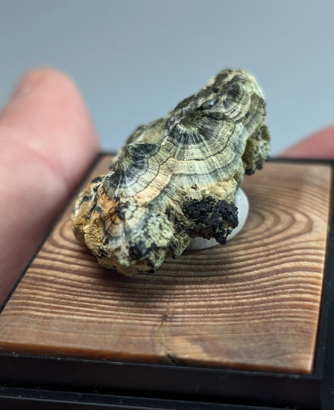 A textured, irregularly shaped piece of greenish-brown and black fungus with concentric ring patterns.