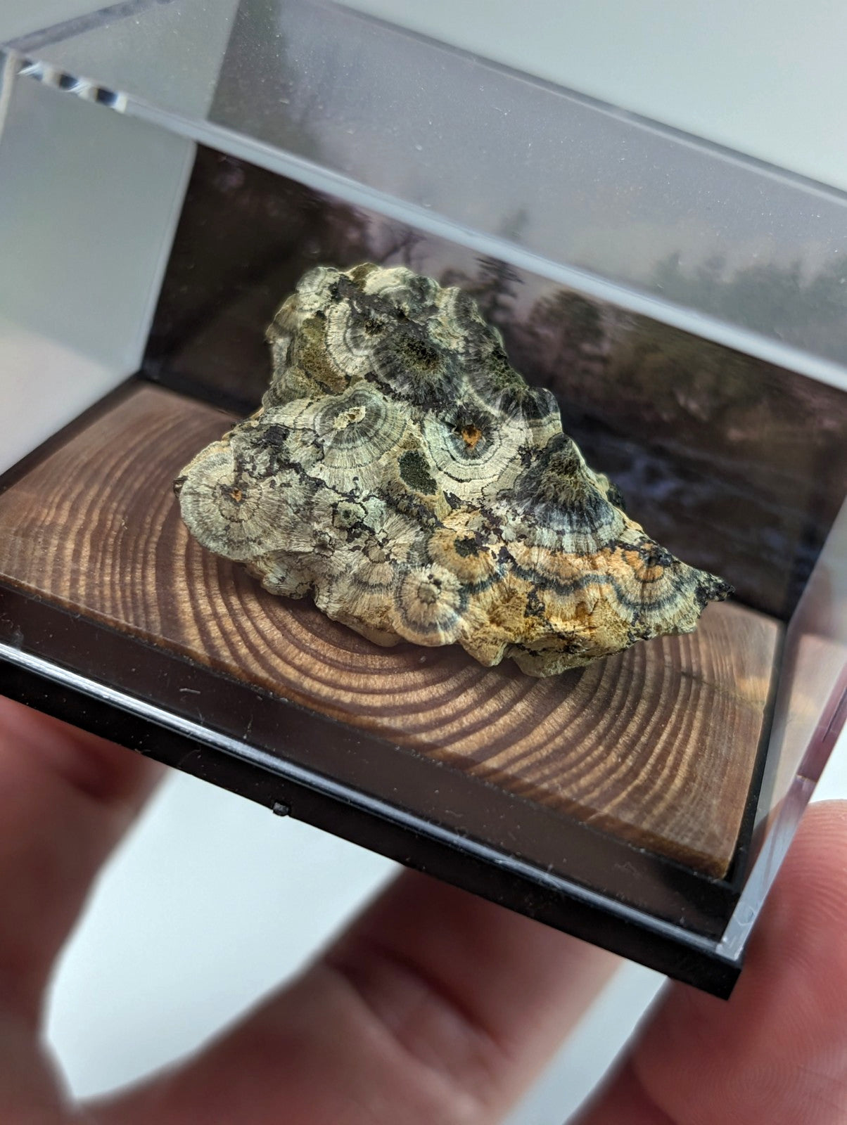 A textured, mottled green and beige rock with concentric circular patterns rests inside a clear acrylic display case.