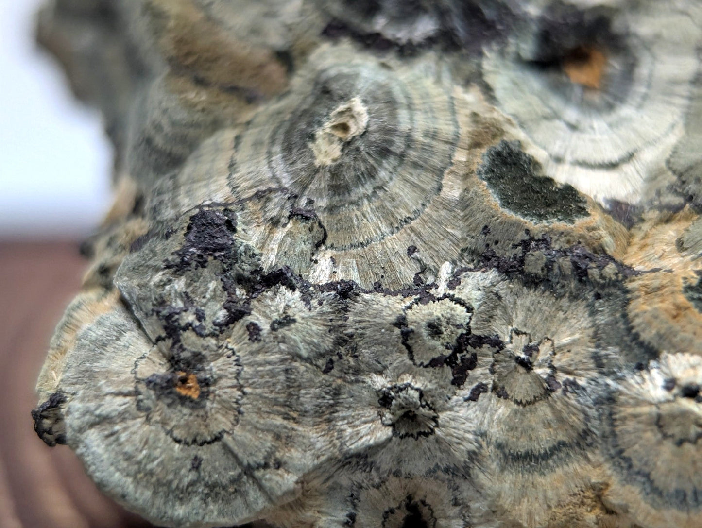 A textured, grayish-brown rock with concentric circular patterns and dark speckles.