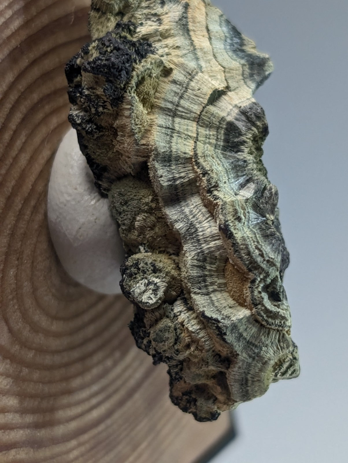 A rugged, multi-toned fungal specimen with intricate concentric rings and a textured surface displaying shades of green, gray, black, and beige.