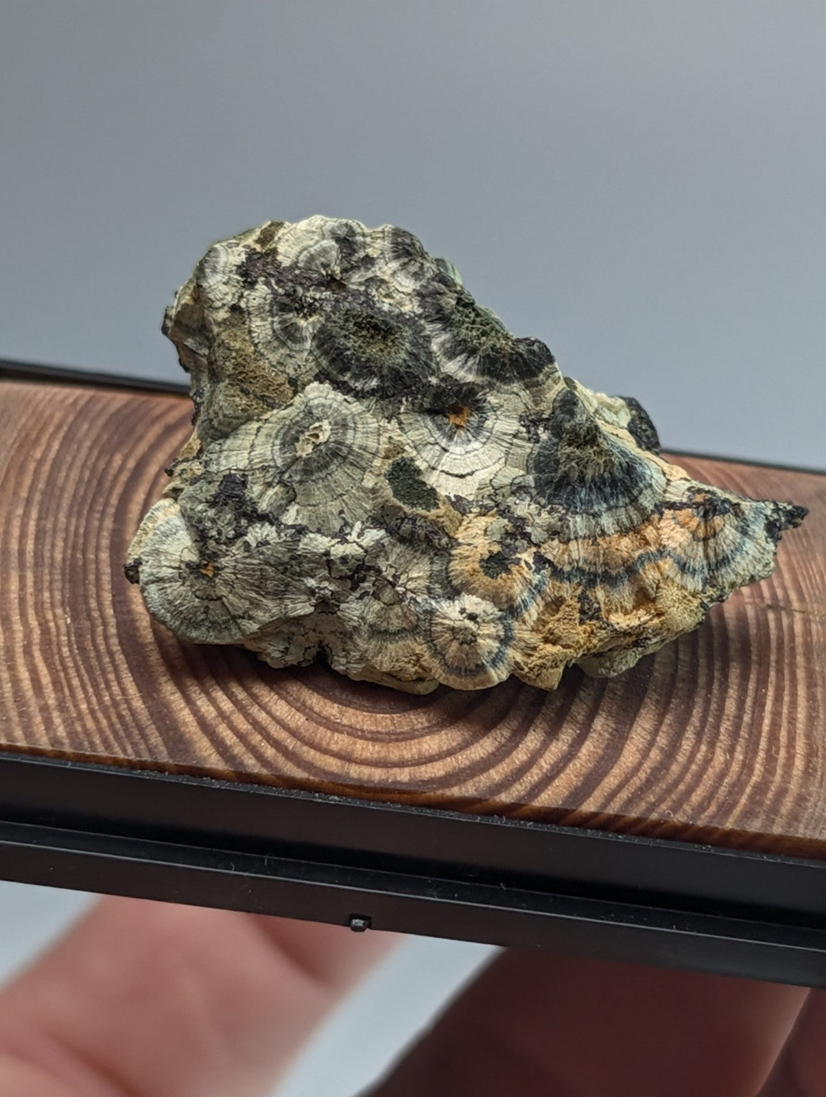 A textured, irregularly shaped rock with concentric circular patterns in shades of green, beige, and black.