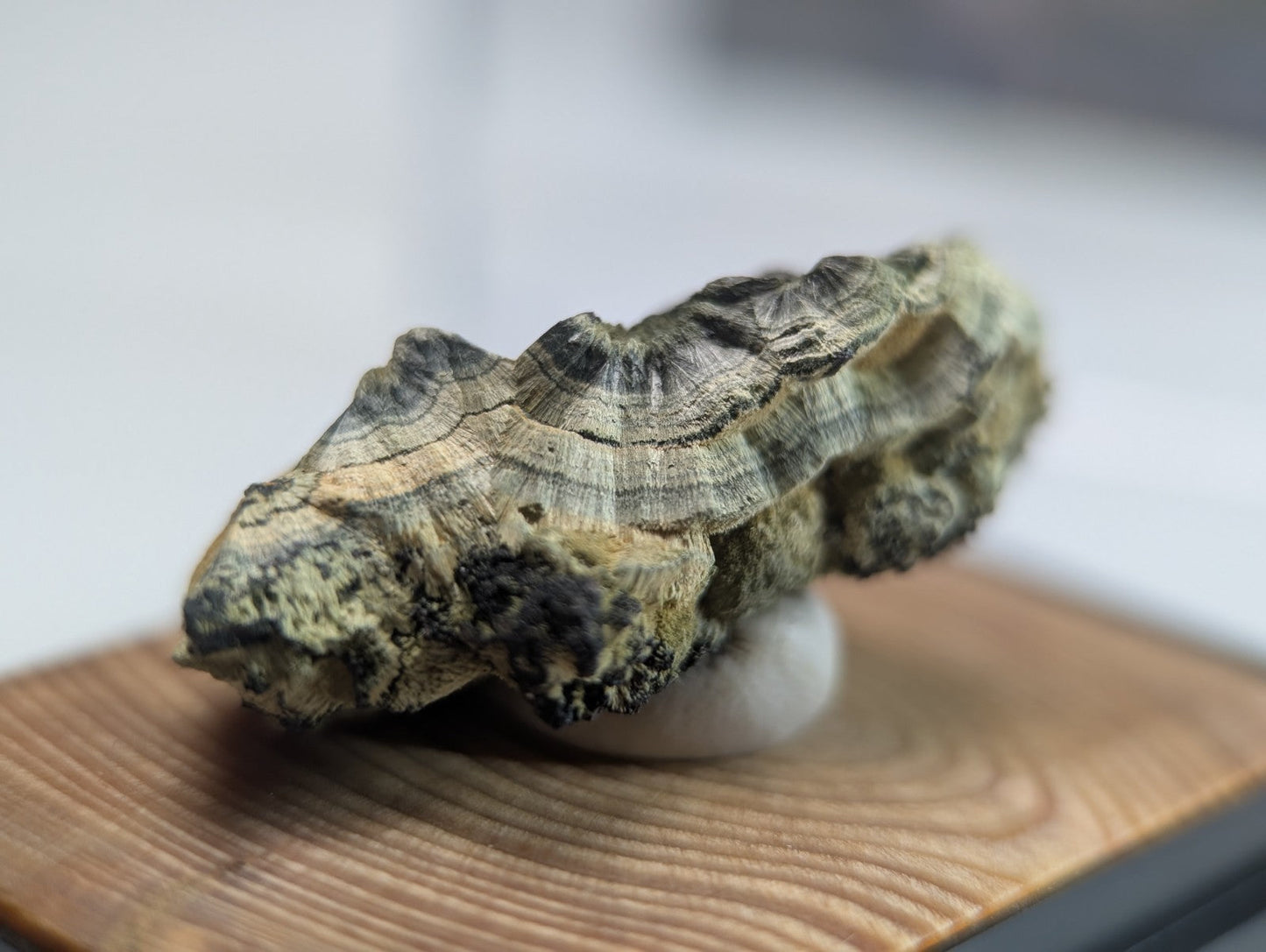 A rugged, naturally textured piece of wood with a mottled green and brown surface.