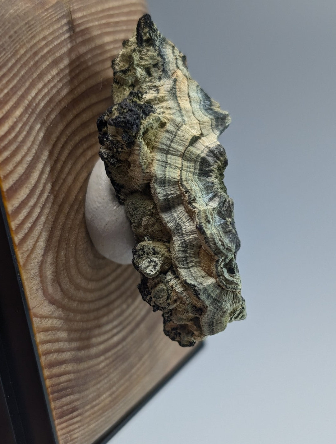 A rugged, multi-toned mushroom with a textured surface of greenish-gray and beige hues mounted on a wooden plaque.