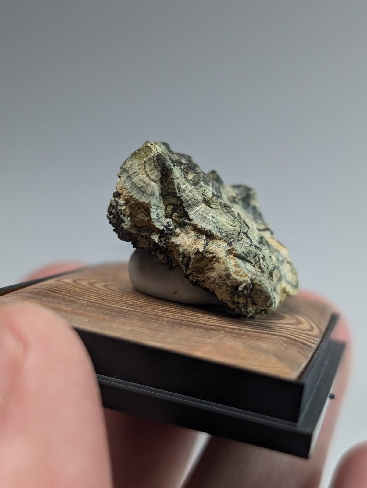 A textured, greenish-gray fossilized rock specimen with intricate layered patterns rests on a wooden display stand.