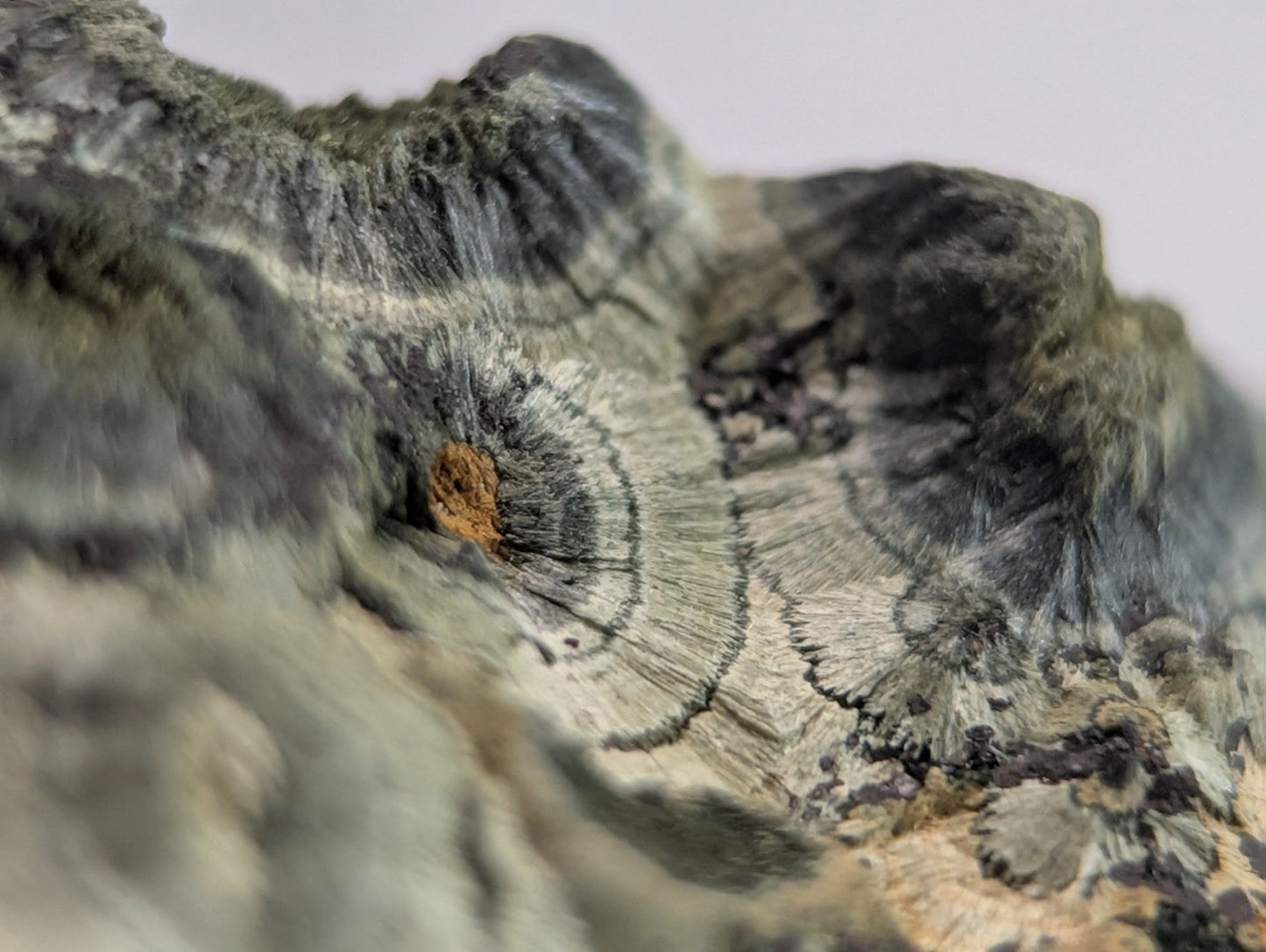 A textured, grayish-green fossilized tree trunk with concentric rings and a small orange-brown center.