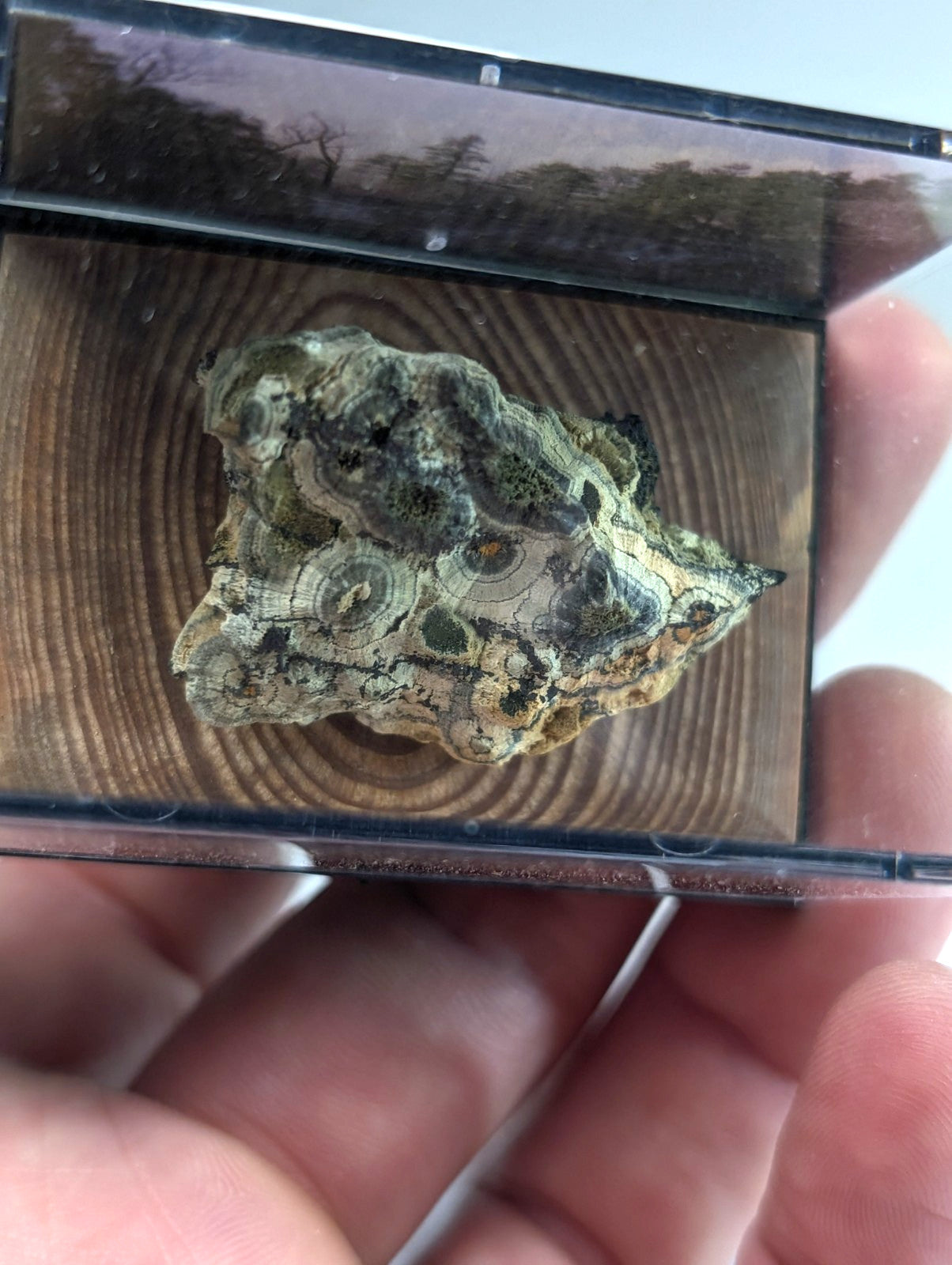 A green and beige banded agate specimen with concentric circular patterns, displayed in a clear acrylic box.