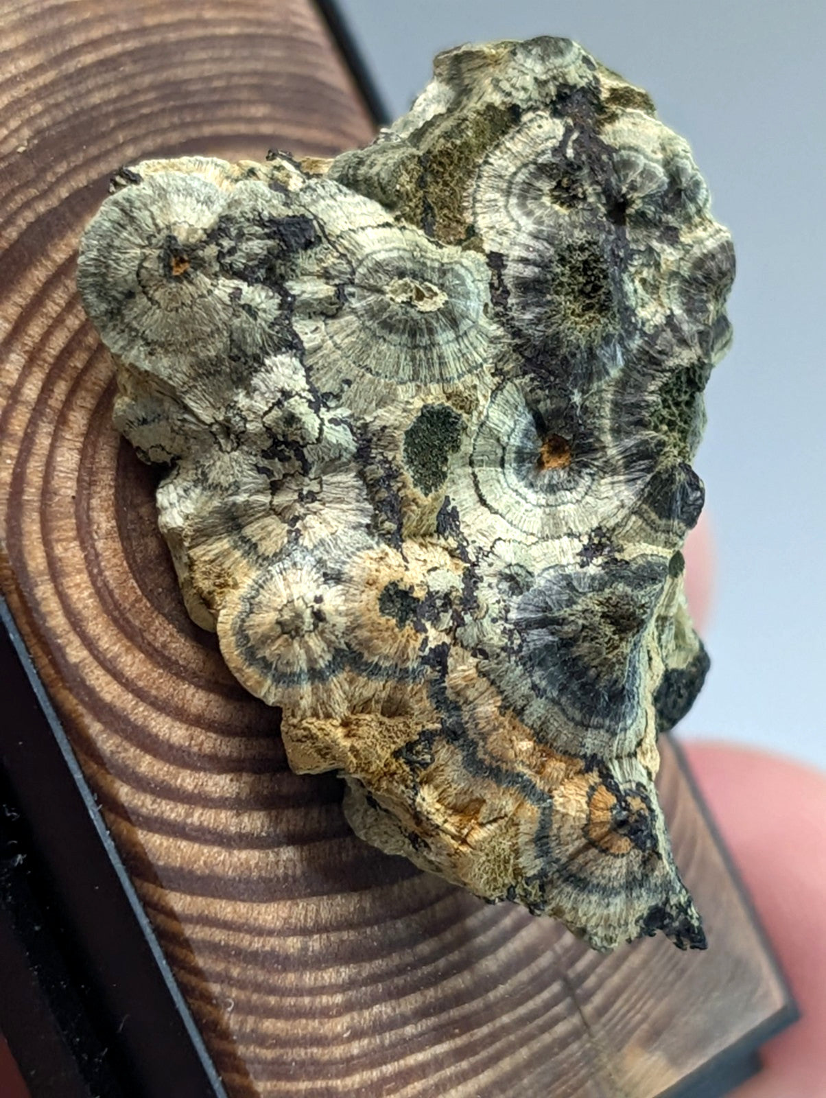 A textured, irregularly shaped piece of natural stone with concentric circular patterns in shades of green, gray, and beige.