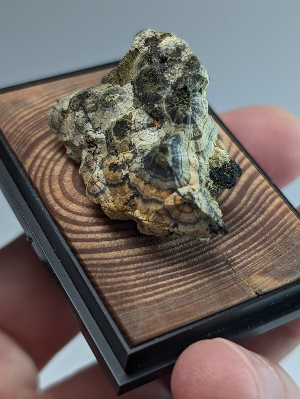 A textured, irregularly shaped mineral specimen with mottled green, gray, and yellowish hues rests in a black-framed wooden display case.