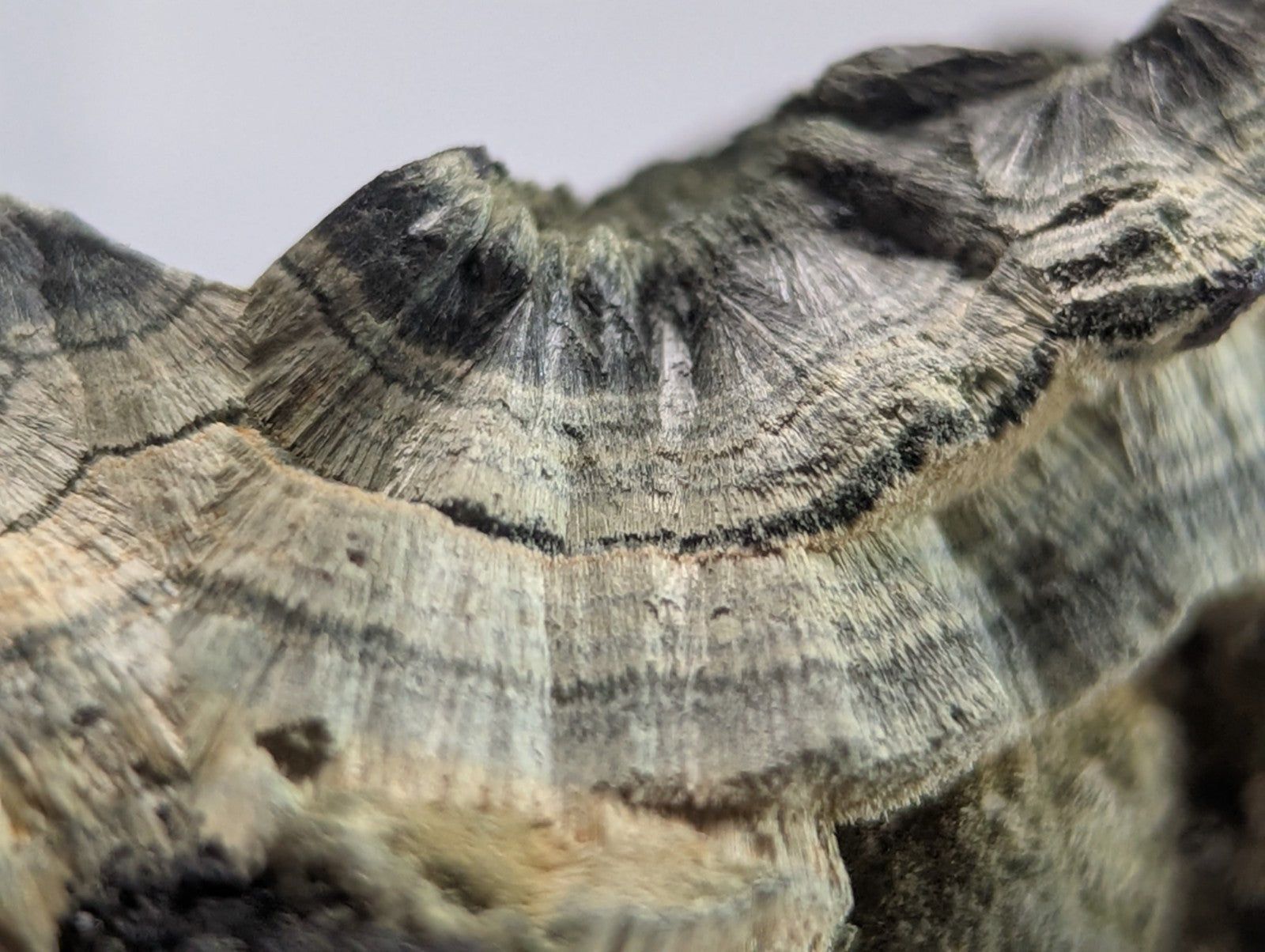 A textured, layered mushroom with concentric rings of gray and black hues.